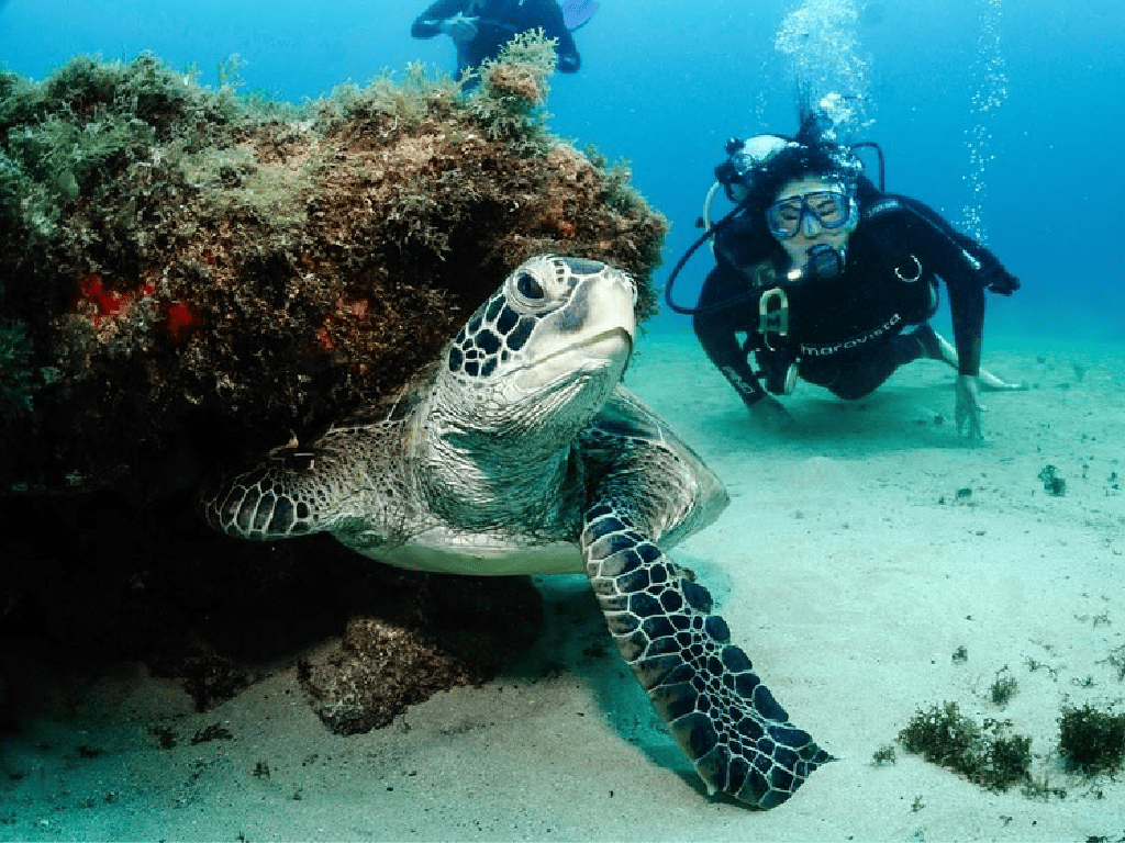 Mergulho de cilindro em Noronha