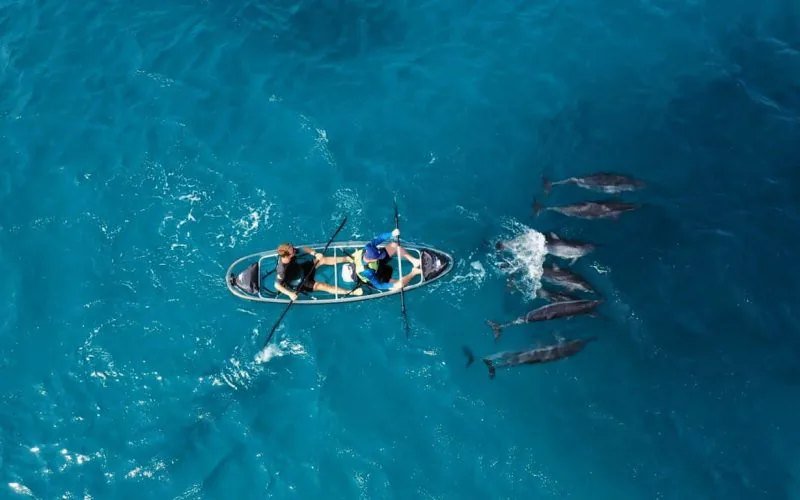 Caiaque transparente com golfinhos em Fernando de Noronha - Noronha Total